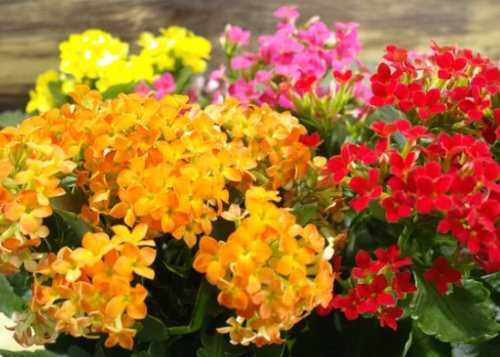 겨울 꽃 칼랑코에