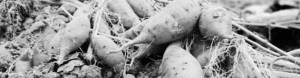 고구마 보관법: 통풍 & 습기 유의