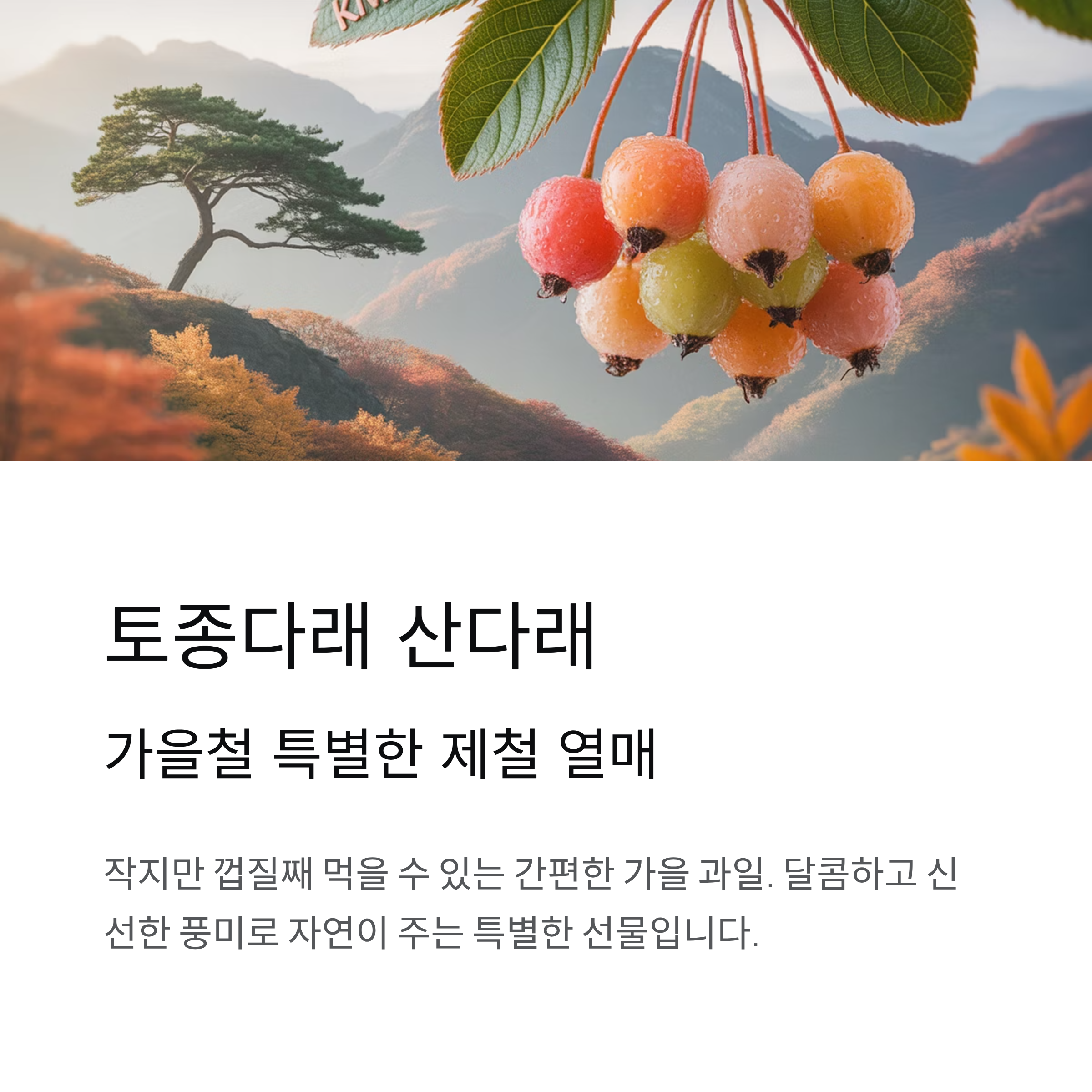 토종다래 산다래, 제철 열매 먹는 방법 알아보기