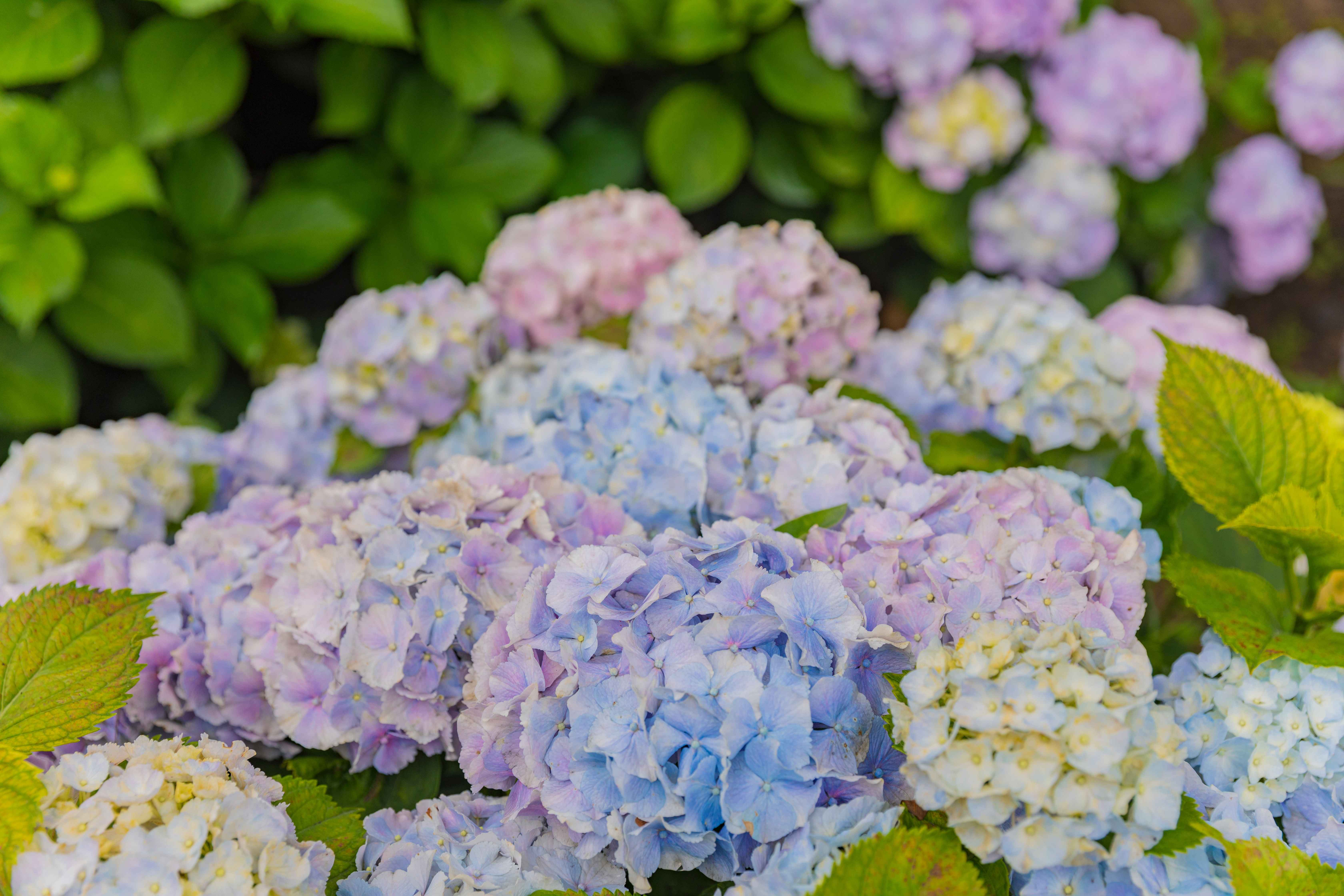 울산 고래문화마을, 장생포수국, 울산아이와가볼만한곳