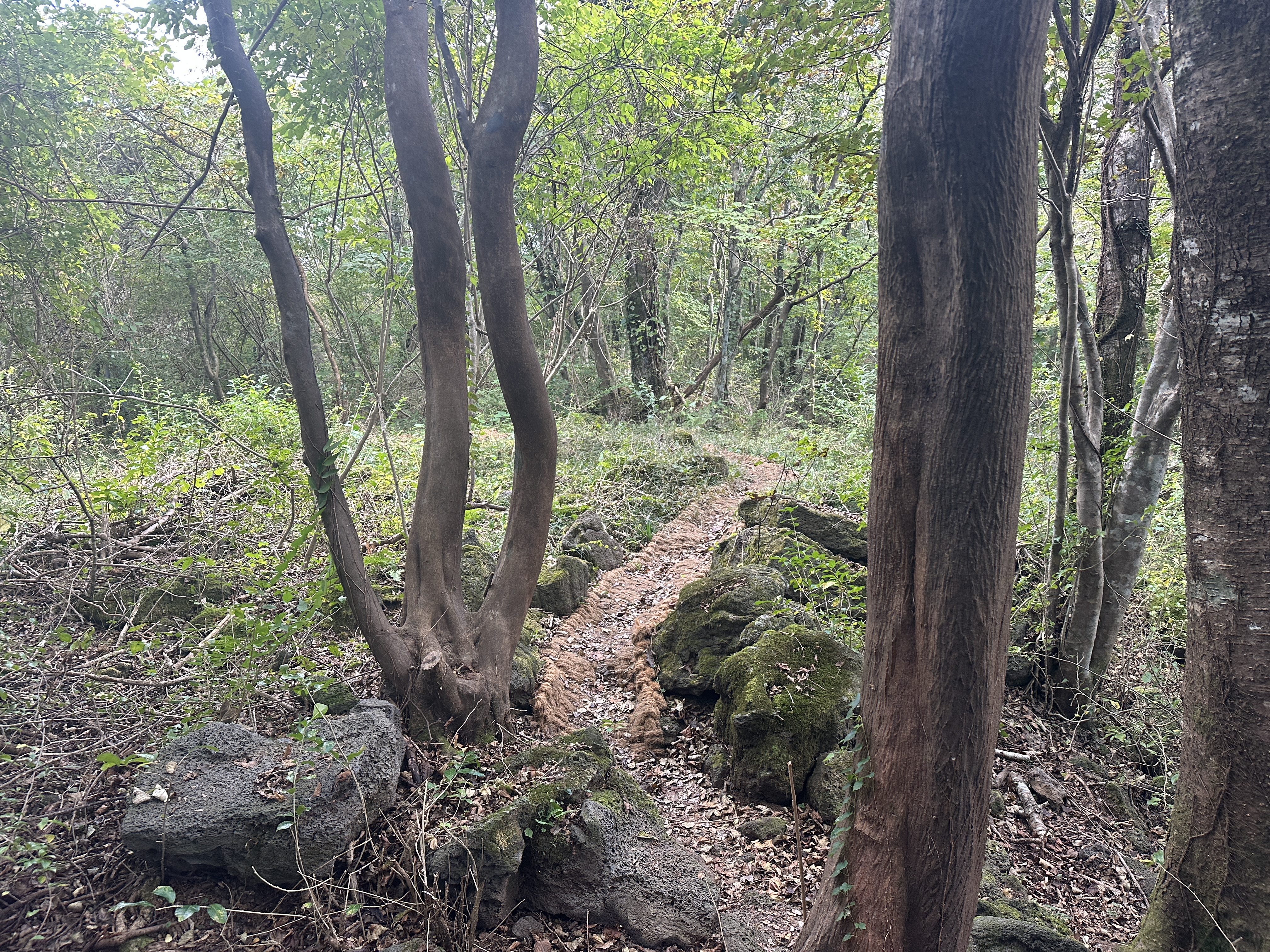 봉개동 민오름 정상