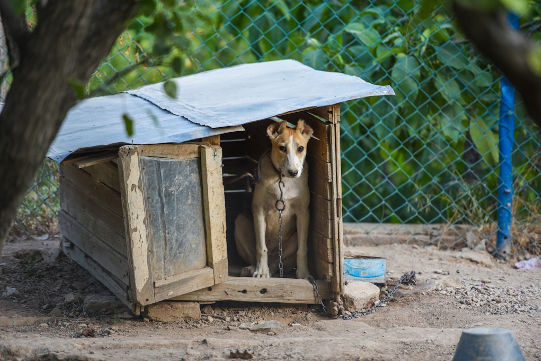 Doghouse.
