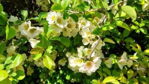 명자나무-명자꽃-산당화-꽃-피는시기-개화시기-꽃말