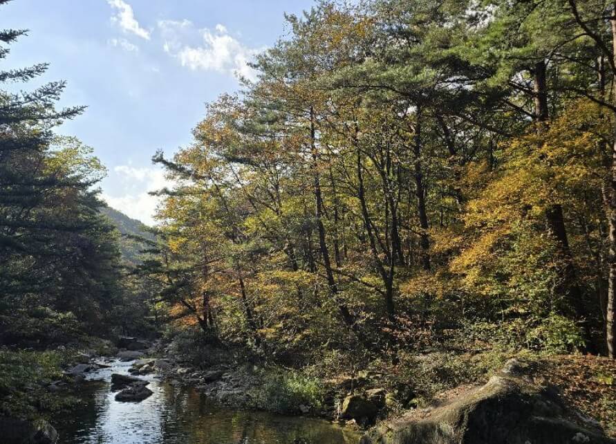 숲길 걷기 좋은 여행지 TOP 5 추천