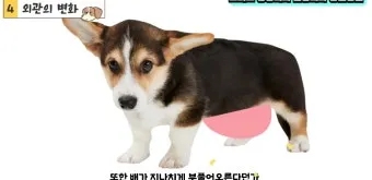 강아지 아플 때 증상 10가지 주의해야 할 건강 신호_14