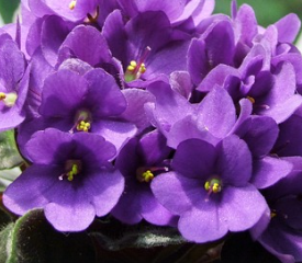 세인트폴리아 바이올렛