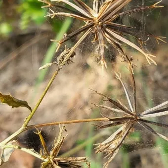 도깨비바늘 귀침초 자연이 준 해독의 명약 건강 효과_18