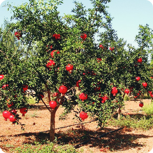 갱년기에-좋은-식품