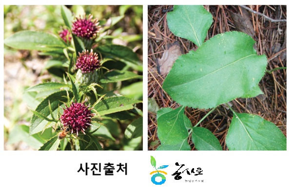 삽주 효능과 부작용, 복용방법