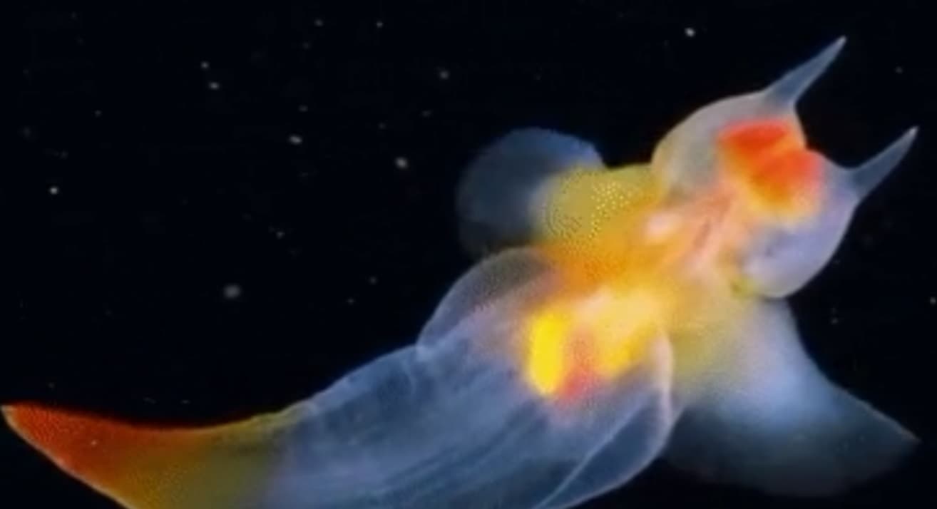 남극 바다달팽이(Antarctic sea angel)