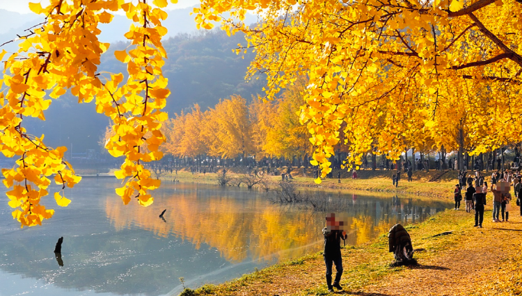 괴산 문광저수지 은행나무길