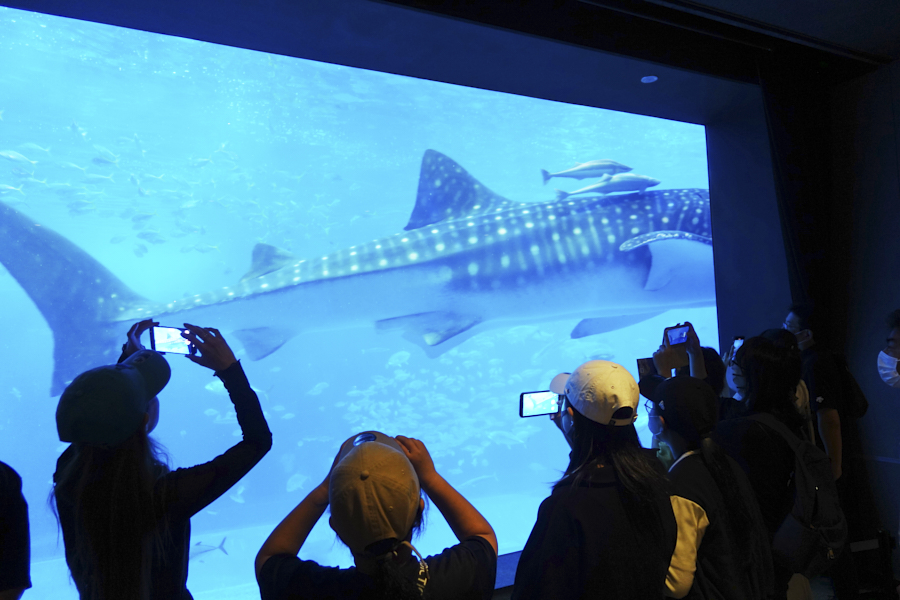 오키나와 츄라우미 수족관 고래상어