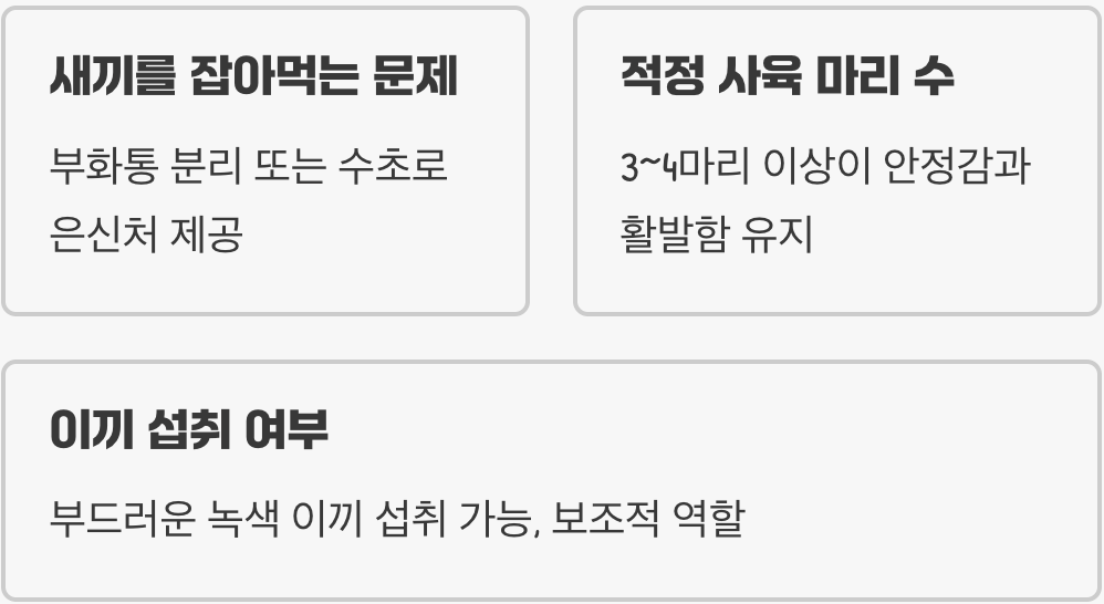 풍선몰리 합사 가능한 어종 BEST 5 (구피, 코리도라스)