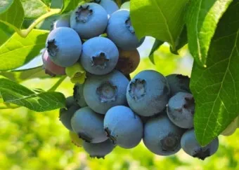 블루베리 효능 먹는법 하루 섭취량 쥬스_13