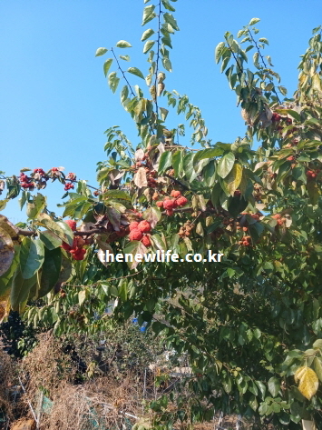 혈관 내벽을 튼튼하게 하는 루틴 성분과 효능이 가득한 붉은 꾸지뽕 열매와 나무 실사진