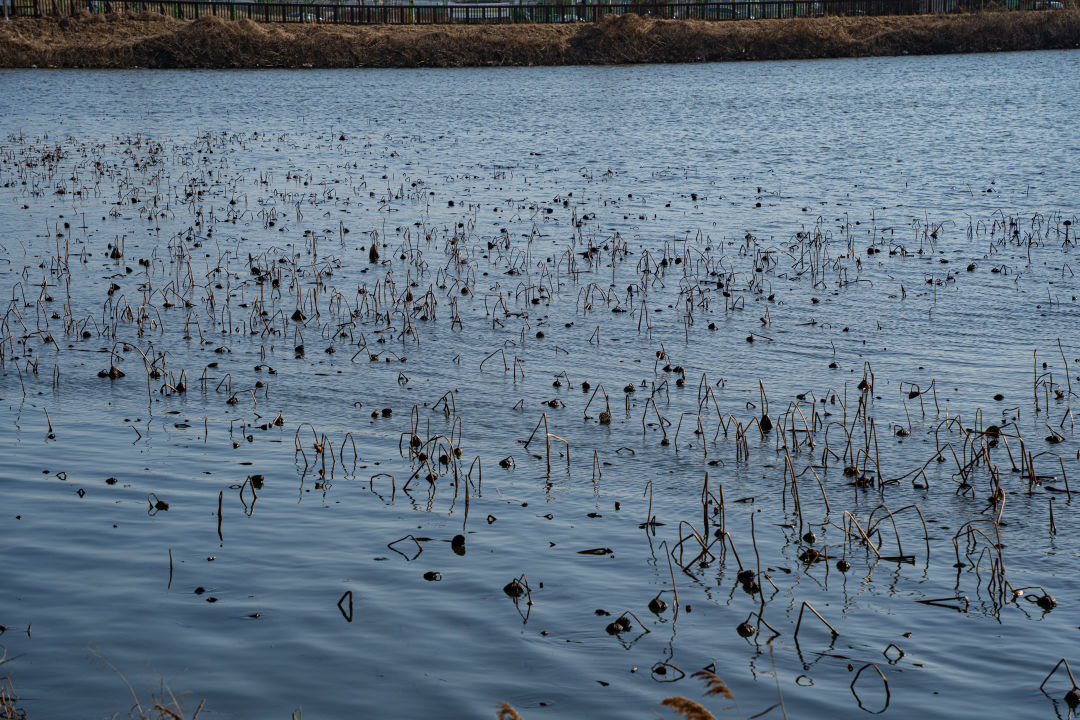 보통리 저수지 연꽃