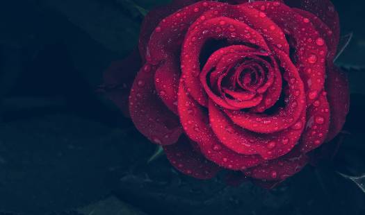 2025 장마 기간, 지역별 예상 일정