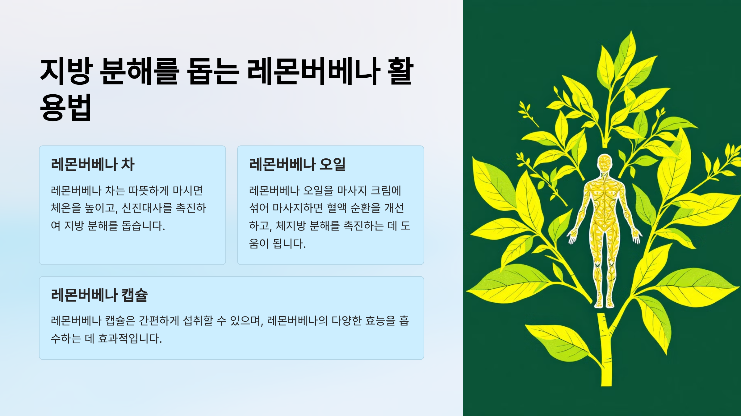 지방 분해를 돕는 레몬버베나 활용법