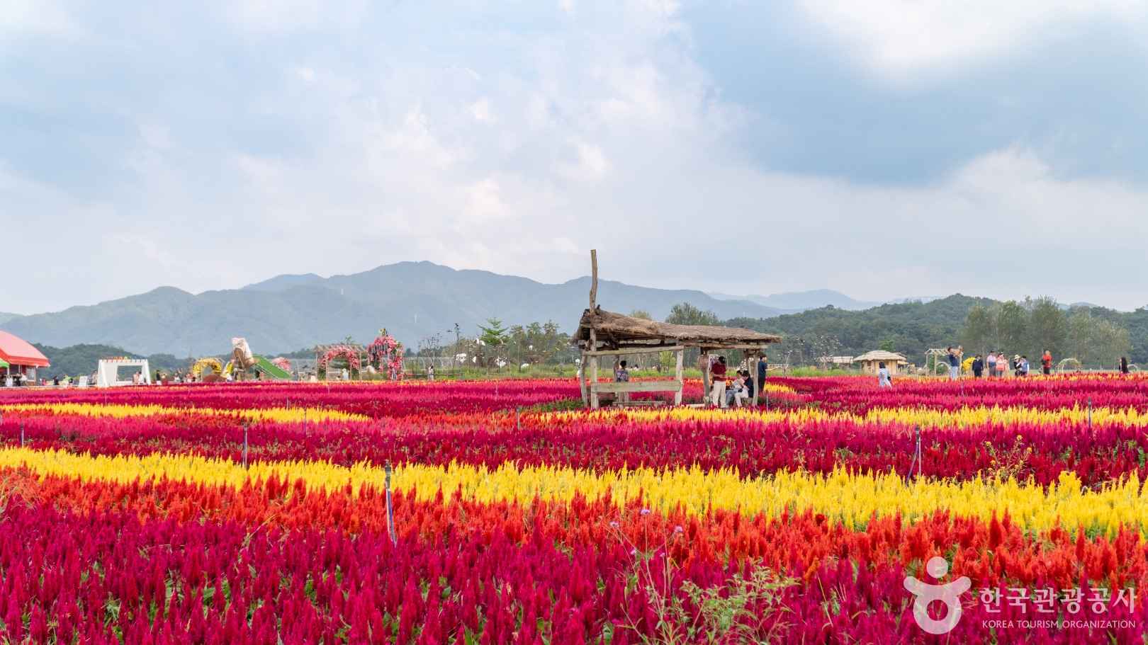 철원 고석정 꽃밭