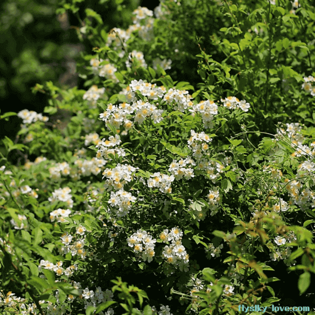 하얀 찔레꽃이 피어있는 찔레나무