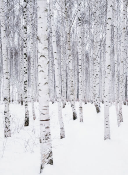 원대리-자작나무숲