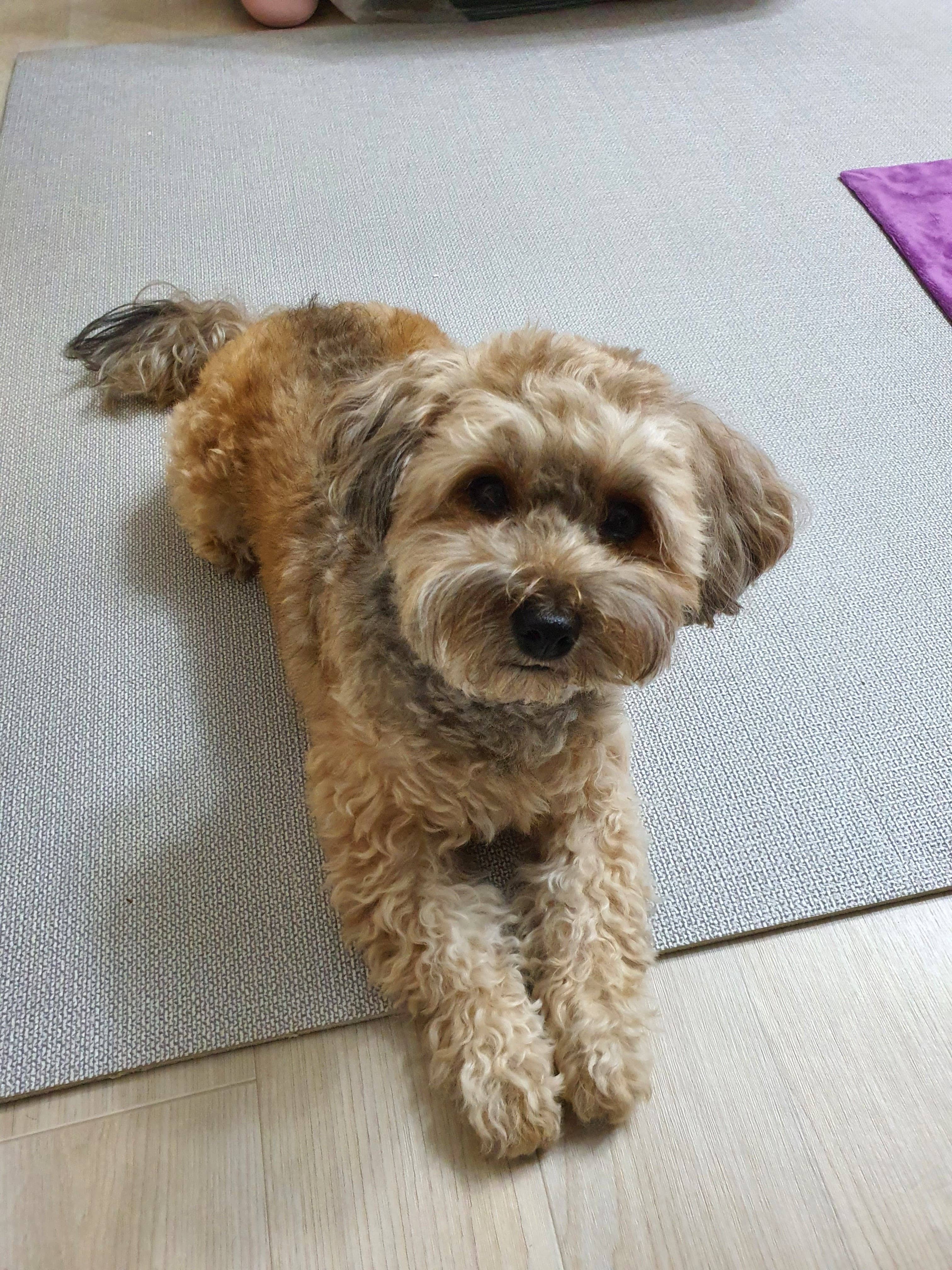 기다리고 있는 토리