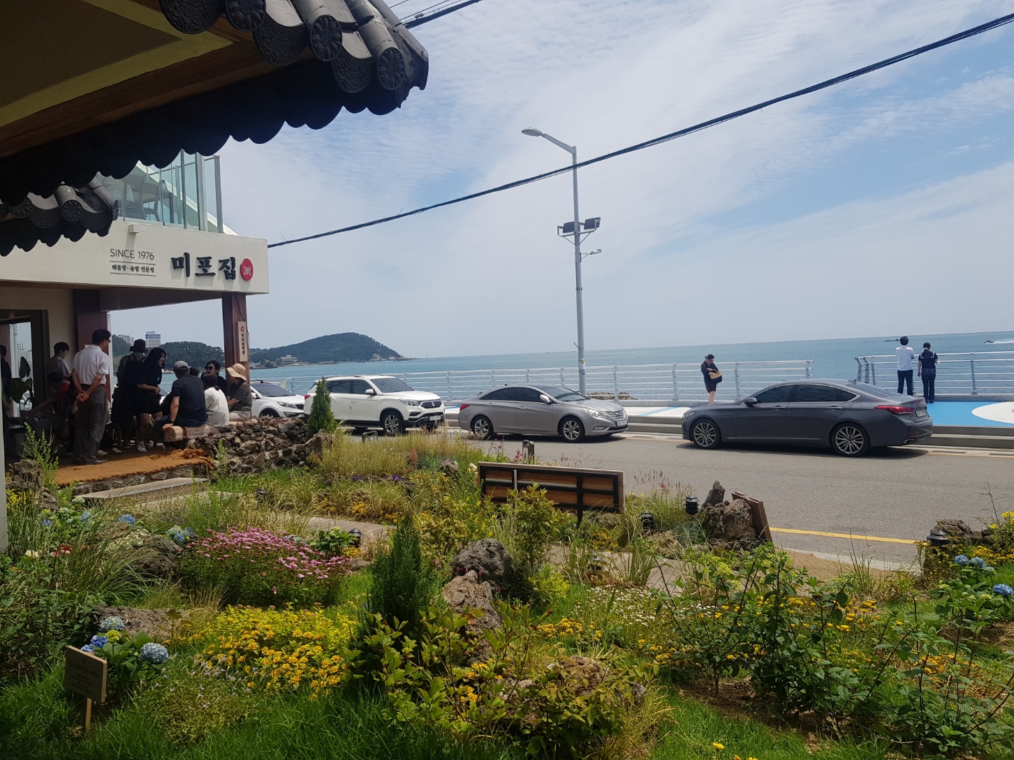 해물장미포집