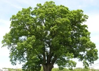 알레르기 배려 저자극실내식물 추천 흙먼지줄이기 수경재배 활용_10