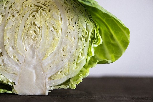 Cabbage 4