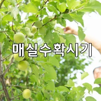 매실 수확시기 중부지방 남부지방 광양 지역별 정리_8