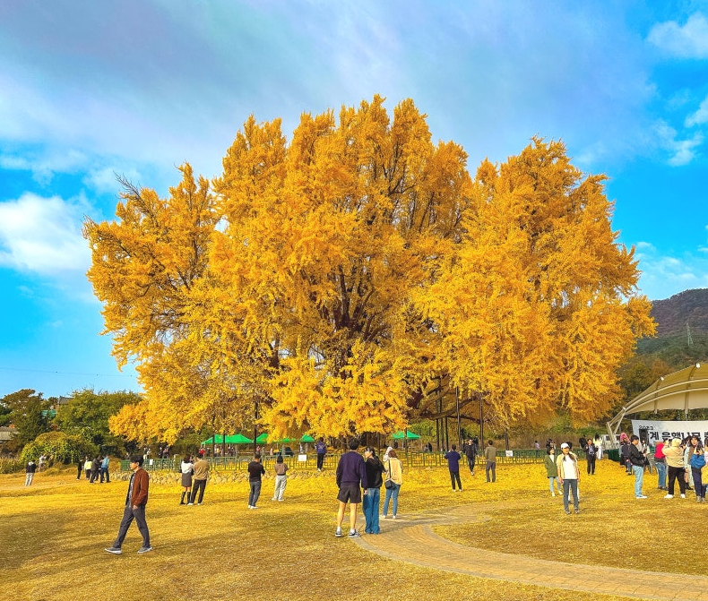 반계리 은행나무