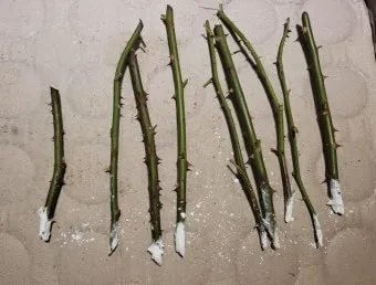 장미 삽목하는 방법 집에서 쉽게 번식하는 팁_11