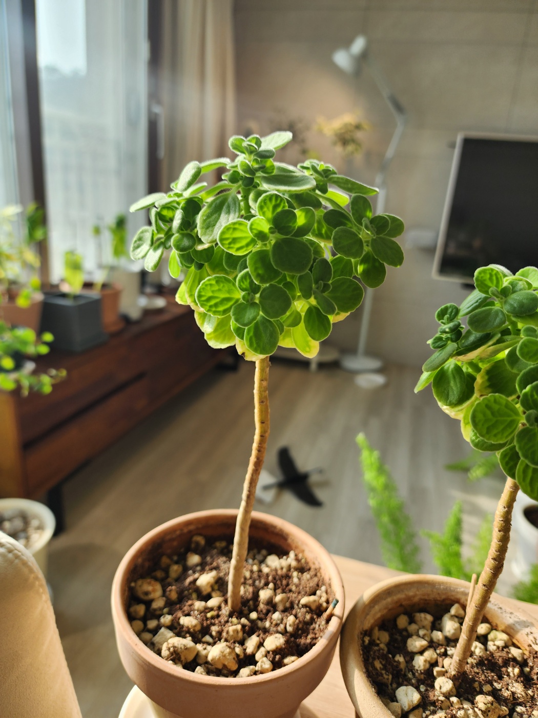 제일 예쁘게 만들어지고 있는 외목대 수형의 장미허브