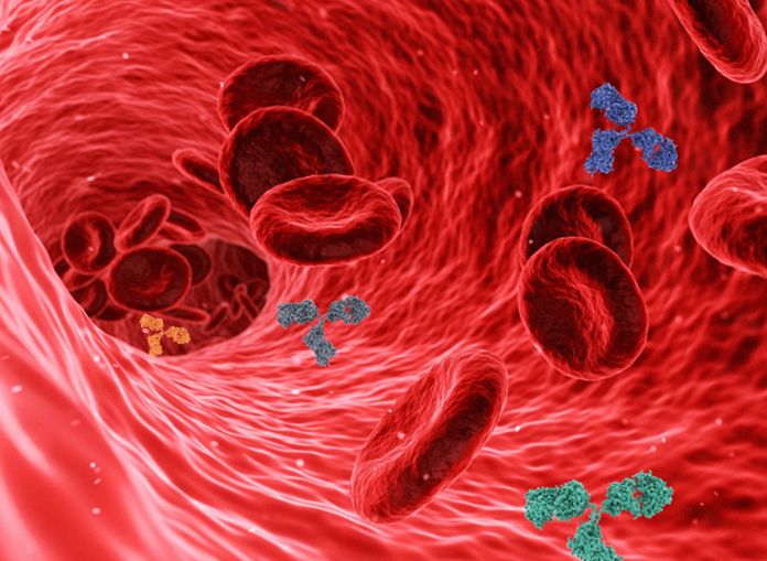 면역 체계가 뇌혈관에 미치는 영향, 뇌혈관과 자가면역 반응의 관계