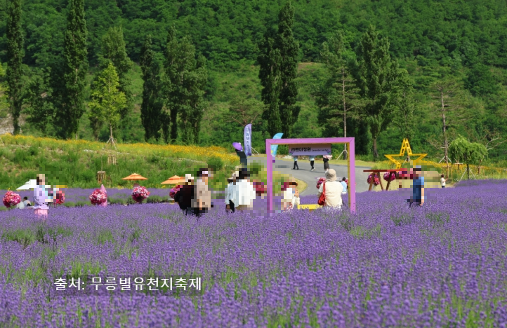 동해 라벤더 축제 무릉별유천지 - 라벤다 향기 가득! 태군노래자랑·버블쇼
