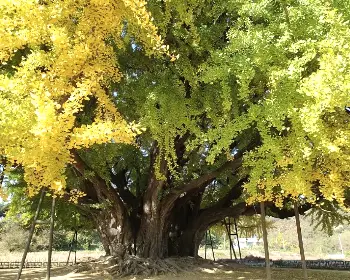 반계리 은행나무_26