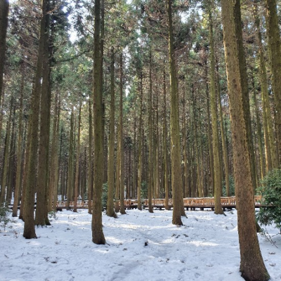눈이온-사려니숲길