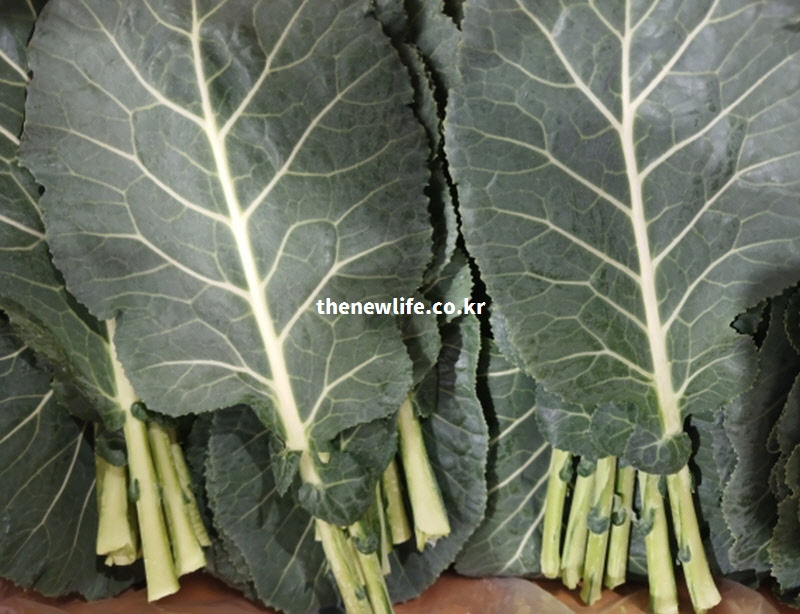 시금치보다 3배 이상 높은 루테인을 함유하여 노안과 시력 저하를 막아주는 신선한 케일 실사진