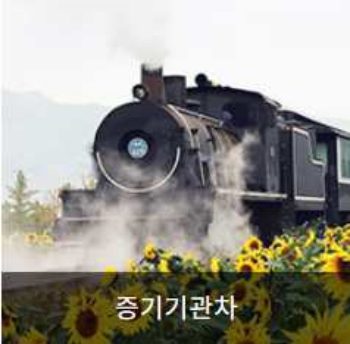 곡성장미축제