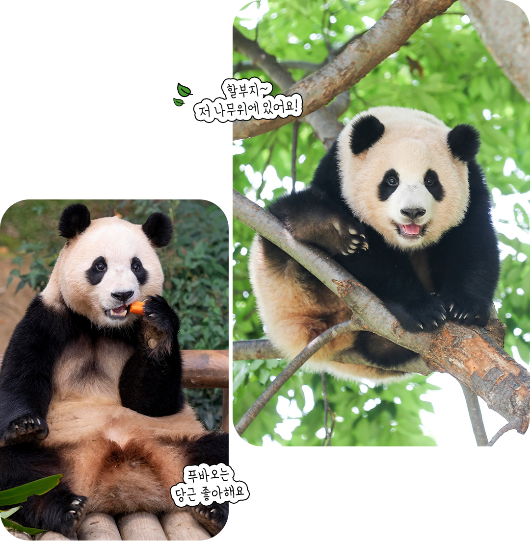 #푸바오 #할부지