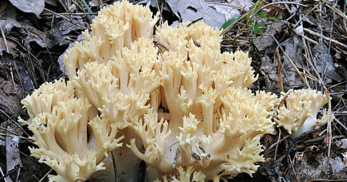 노랑싸리독버섯