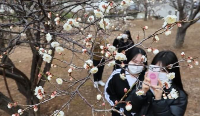 매화꽃-개화시기