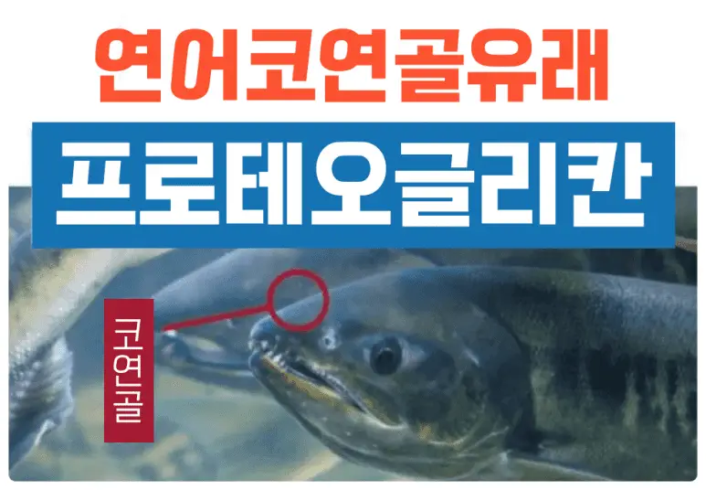무릎관절영양제