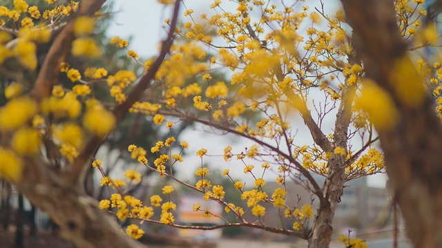 의성 산수유 축제