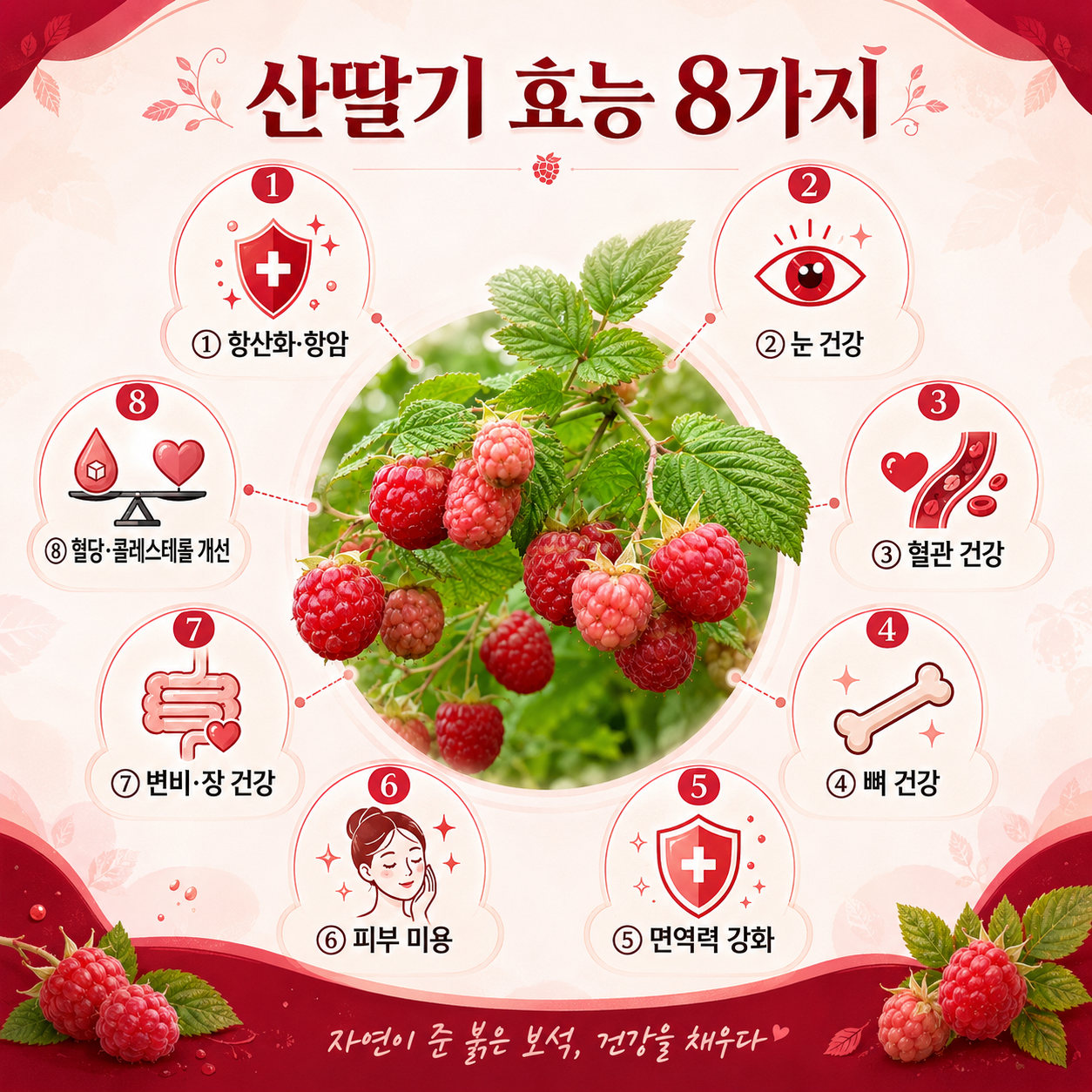 산딸기 효능 8가지 인포그래픽 항산화 눈건강 혈관 뼈건강 장건강
