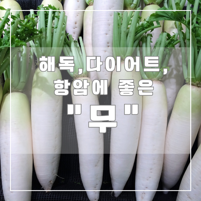 소화,해독,다이어트, 항암에 좋은 무