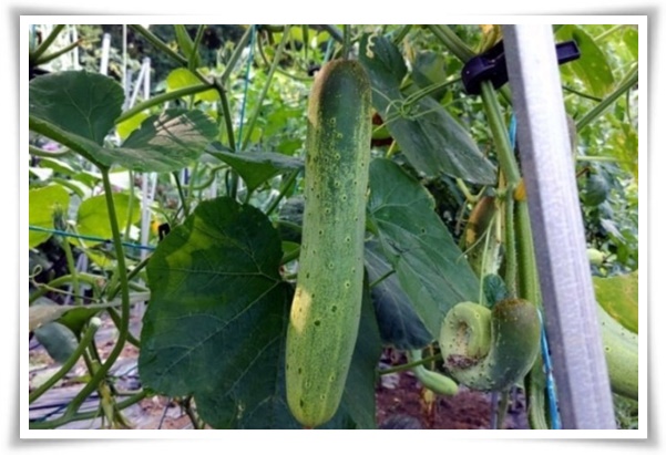 텃밭 "9월에 심기 좋은 작물" 풍성한 수확 기대해도 좋아요!