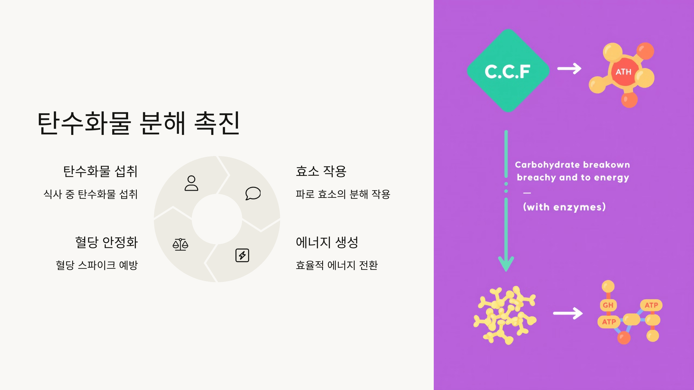 파로 효소와 관련된 사진입니다.