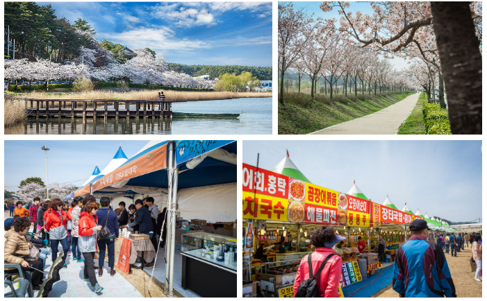 강릉경포벚꽃축제