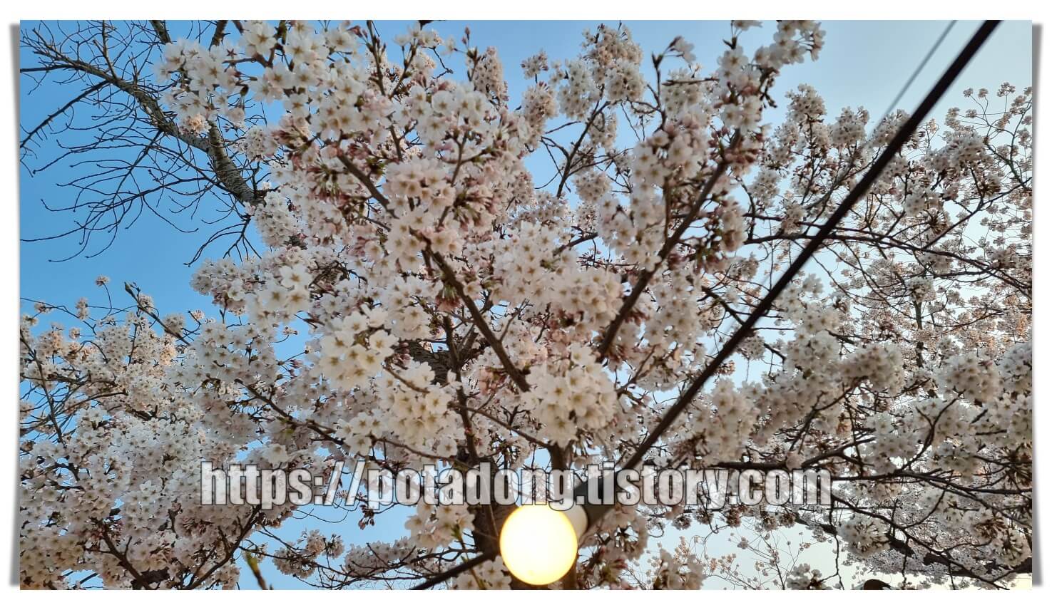 경주 보문호 벚꽃